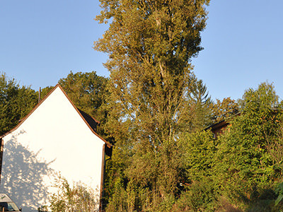 Populus nigra „Italica“ vor dem Entlastungsschnitt